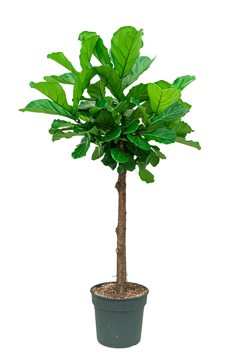 Verzorgingstips Ficus